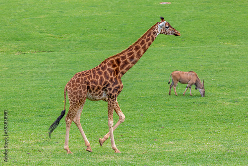 Giraffe walking through the grassland and eland antelope in the background. Giraffa camelopardalis. Cab  rceno Nature Park  Cantabria  Spain.