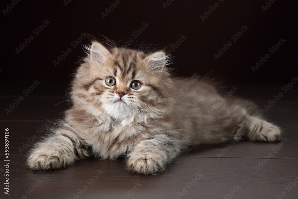 Small fluffy kitten on a brown background. Cute british kitten