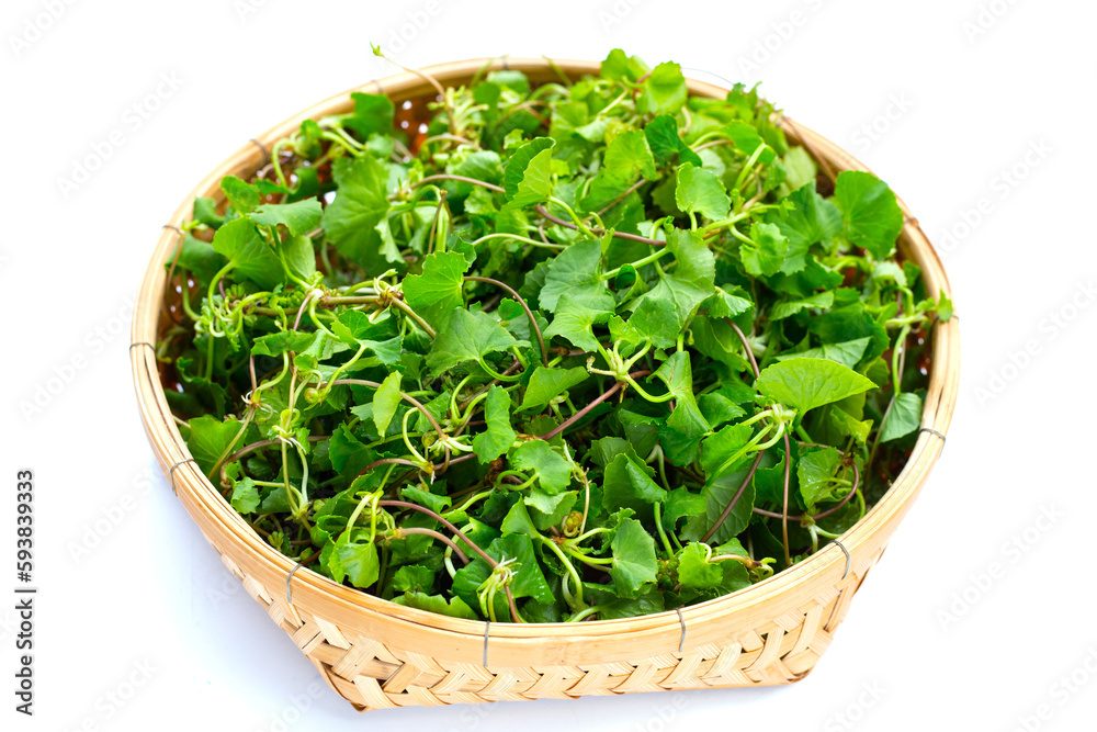 Gotu kola plant or Asiatic pennywort, Indian pennywort Gotu kola plant or Asiatic pennywort, Indian pennywort