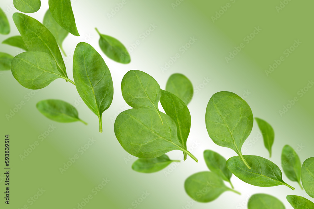 Levitation of spinach leaves on a green background.