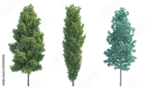 Tableau sur toile Quaking and Poplar tree set png alpha channel front view