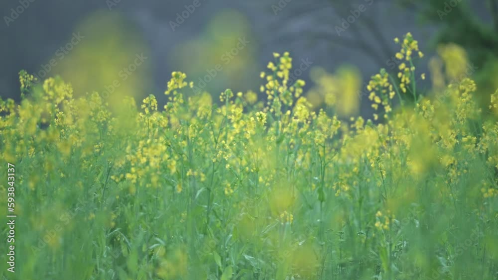菜の花 菜の花