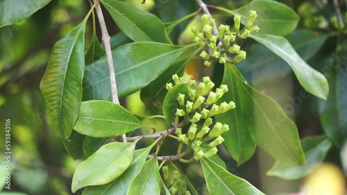 Clove flower on the tree. Also called cengkih, cengkeh, Syzygium aromaticum and Eugenia aromaticum photo