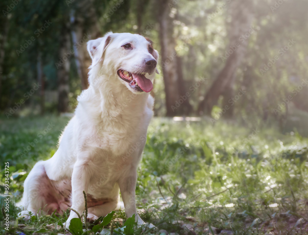 Portrait of a white dog in nature. Treatment of pets against ticks.