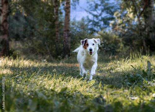 A white dog runs through the grass. Nature walks with pets.
