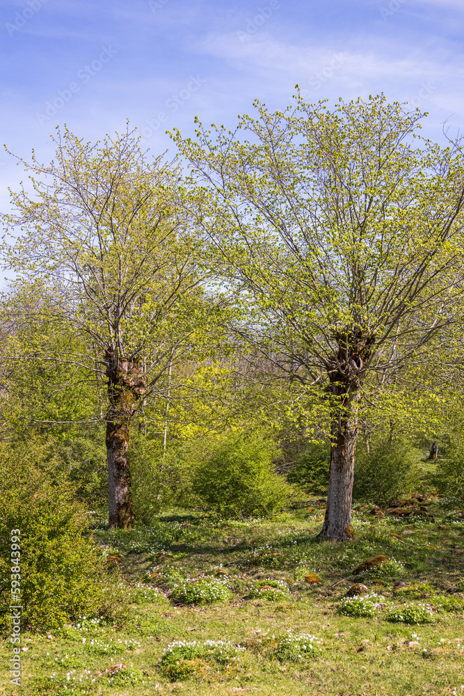 Obraz premium Pollarded green trees at spring