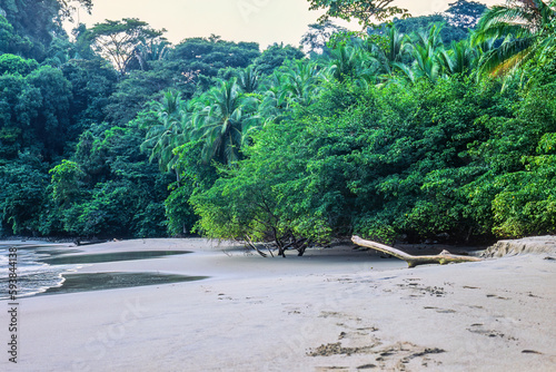 Beautiful sandy beach by a rainforest photo