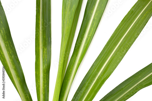 Sugar cane leaves on white background.