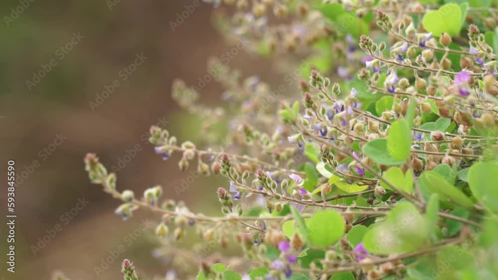 Chaenorhinum origanifolium flower with a natural background. Flowers with pedicel of 5–30 mm −10-32 mm in fruiting-, straight, erect or erect-patent, slightly accentuating. Chaenorhinum origanifolium flower with a natural background. Flowers with pedicel of 5–30 mm −10-32 mm in fruiting-, straight, erect or erect-patent, slightly accentuating.