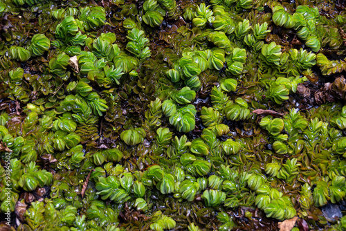 salvinia on the surface of the pond photo
