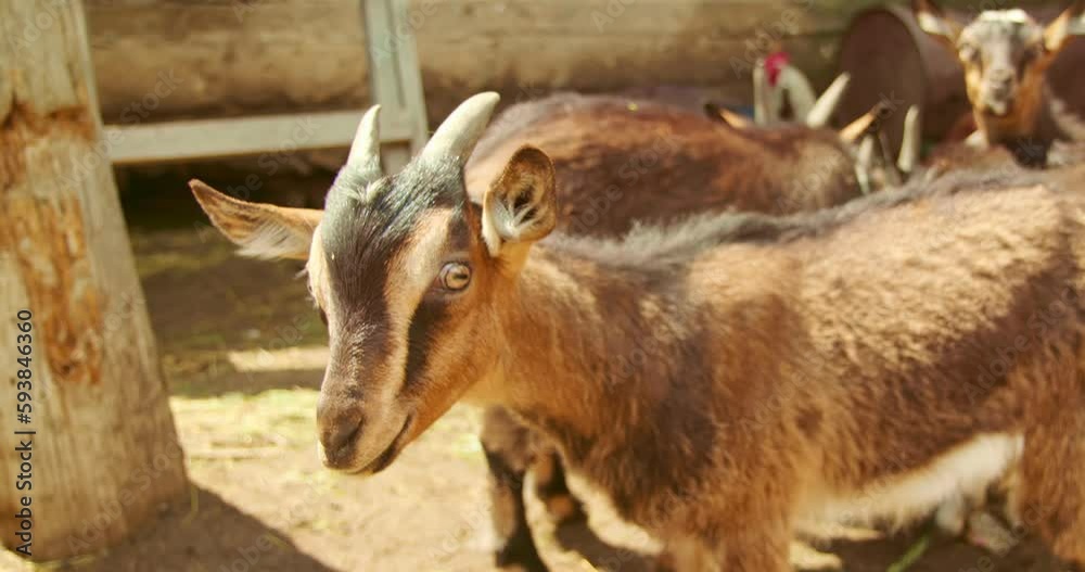 In the summer village, cute goats with big eyes and little horns stand around, looking. Their adorable appearance is loved by everyone. They curiously look around in the yard. Domestic goats