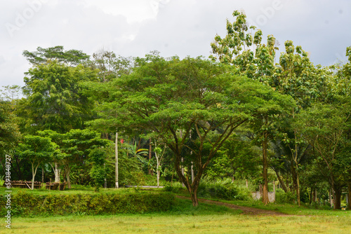 View of withered trees and green meadow in the morning in Wonosobo city park  Indonesia