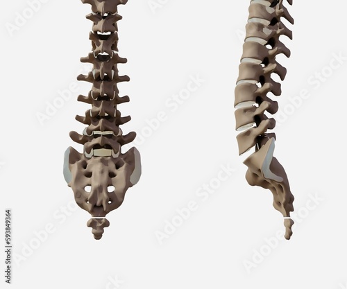 Isolated front side and side view of healthy human's tailbone skeleton 3d rendering photo