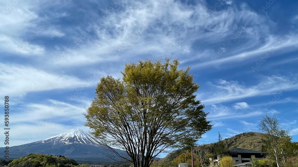 flowers that bloom in spring Stock 写真