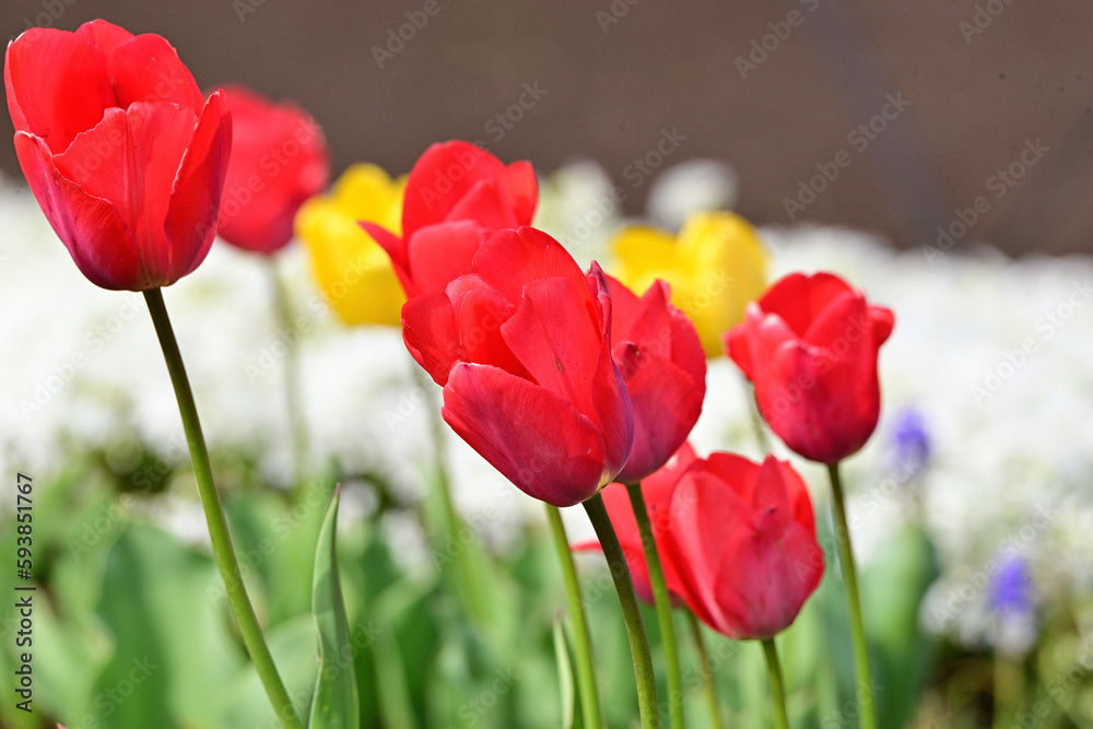 Fototapeta premium flowers that bloom in spring