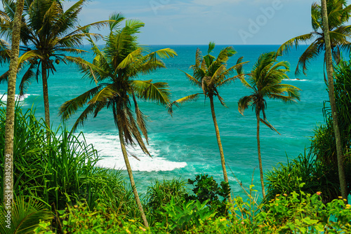 Tropical plants and palm trees against the background of the turquoise ocean