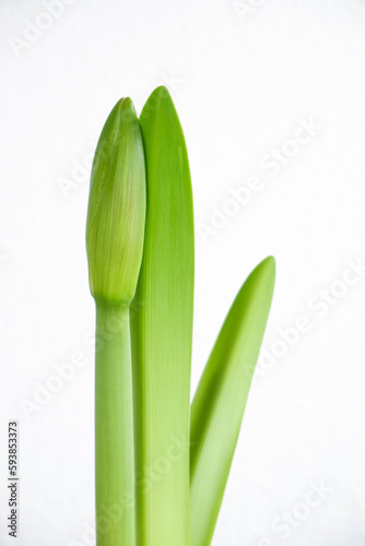 Photography of a Bud of Lily Flower on a white background.