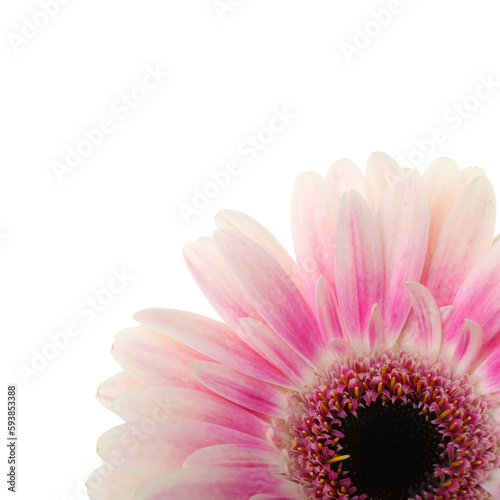 Fototapeta Naklejka Na Ścianę i Meble -  Beautiful gerbera flower on white background, closeup