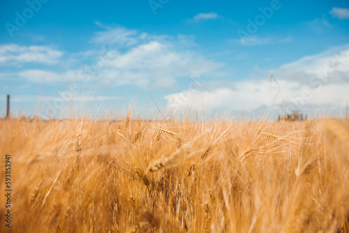 Fototapeta Naklejka Na Ścianę i Meble -  a wheat yelow field nature agriculture bread
