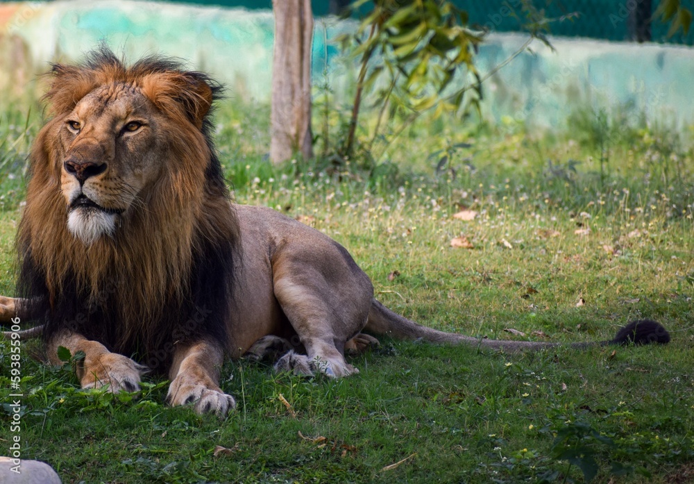 King of Jungle taking rest