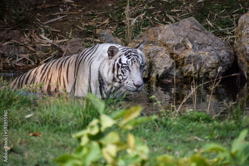 White Tiger in Mysore zoo in India photo