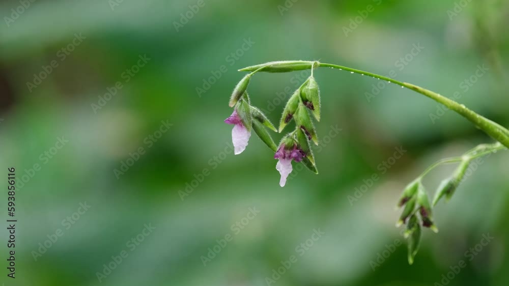 Tropical flowers stooping down after a heavy rain in the forest in Thailand. Tropical flowers stooping down after a heavy rain in the forest in Thailand.