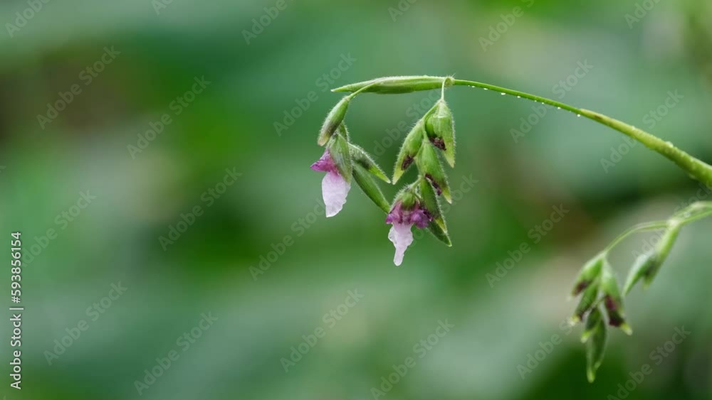 A zoom out of this pant with flowers after a heavy rain in the forest in Thailand. A zoom out of this pant with flowers after a heavy rain in the forest in Thailand.