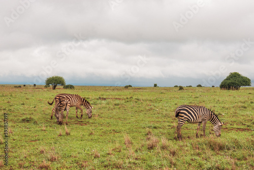herd of zebras at Nairobi National Park  Kenya