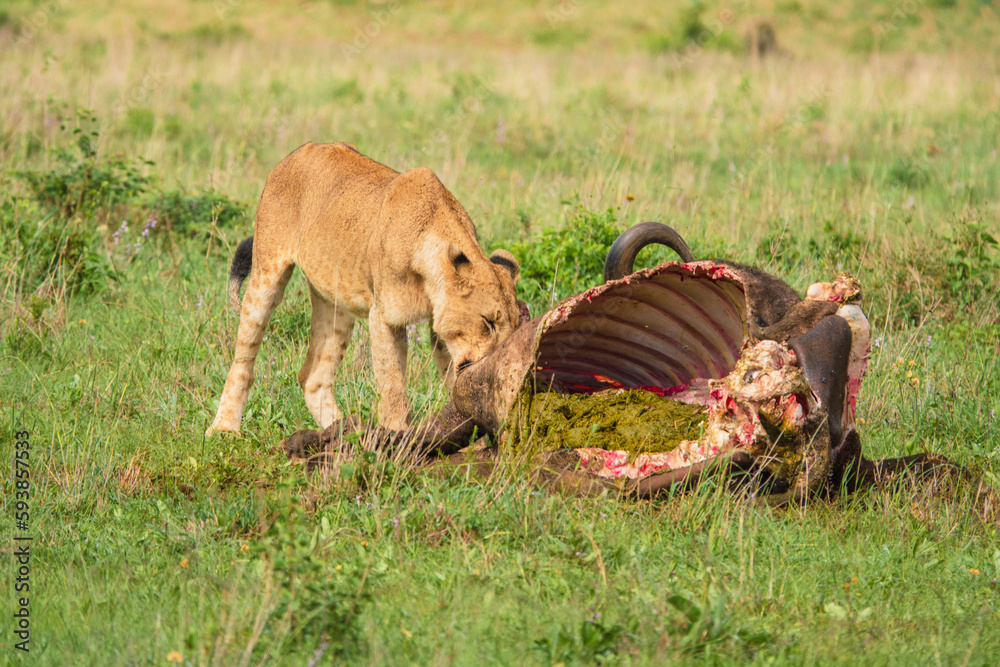 Fototapeta premium Lions feeding on a buffalo carcass at Nairobi National Park, Kenya 
