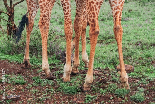 close up of giraffes feet and hooves in the wild at Nairobi National Park, Kenta photo