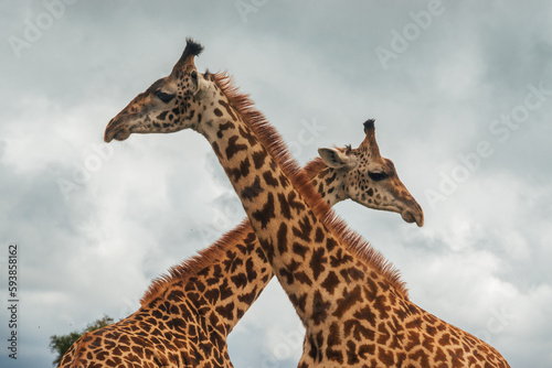 Fotografia Two male giraffes fighting at Nairobi National Park, Kenya