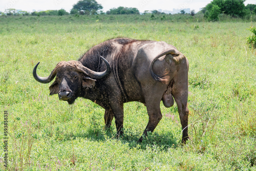 Obraz premium A portrait of a lone male buffalo looking at the camera at Nairobi National Park, Kenya