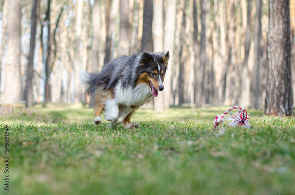 Cute tricolor dog sheltie breed is running and playing with toy rope on green grass. Shetland sheepdog in spring or summer park or forest