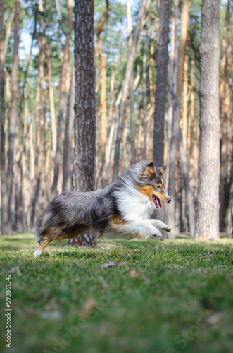 Cute tricolor dog sheltie breed is running and playing on green grass. Shetland sheepdog in spring or summer park or forest