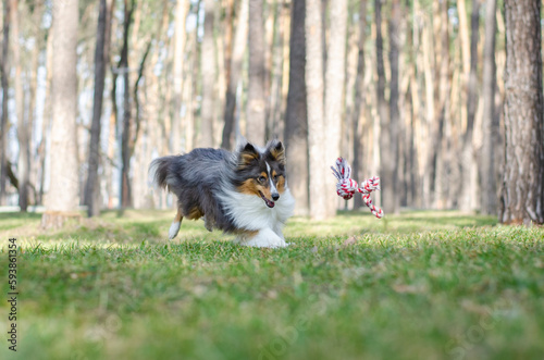 Cute tricolor dog sheltie breed is running and playing with toy rope on green grass. Shetland sheepdog in spring or summer park or forest