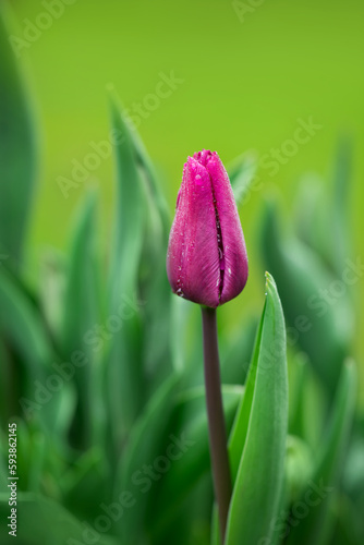 fioletowe tulipany na zielonym tle, wiosenne kwiaty 