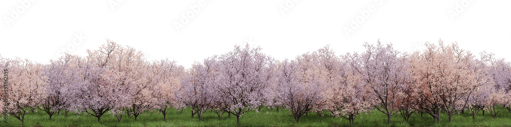 Evergreen flowers and grass field in nature, Cherry blossom tree on garden in springtime, forest isolated on transparent background - PNG file, 3D rendering for create and design or etc Evergreen flowers and grass field in nature, Cherry blossom tree on garden in springtime, forest isolated on transparent background - PNG file, 3D rendering for create and design or etc