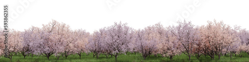 Evergreen flowers and grass field in nature  Cherry blossom tree on garden in springtime  forest isolated on transparent background - PNG file  3D rendering  for create and design or etc