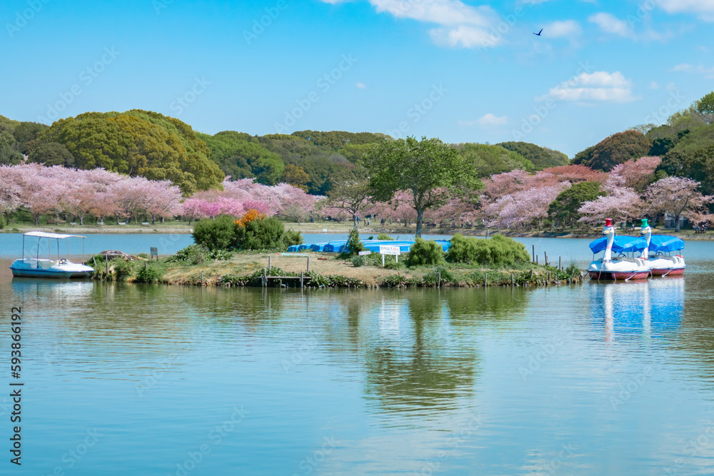 池の周りに咲く桜