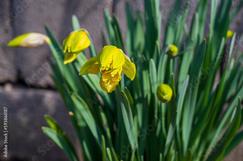 Partially blooming yellow flower of the narcissus plant