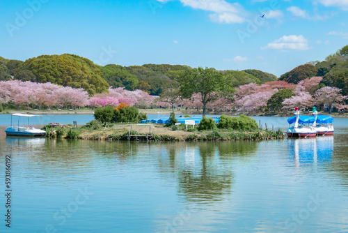 池の周りに咲く桜