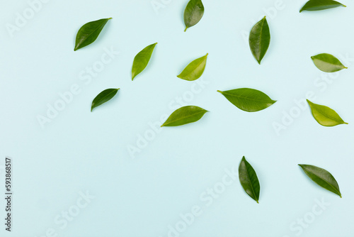 Green leaves isolated on cyan