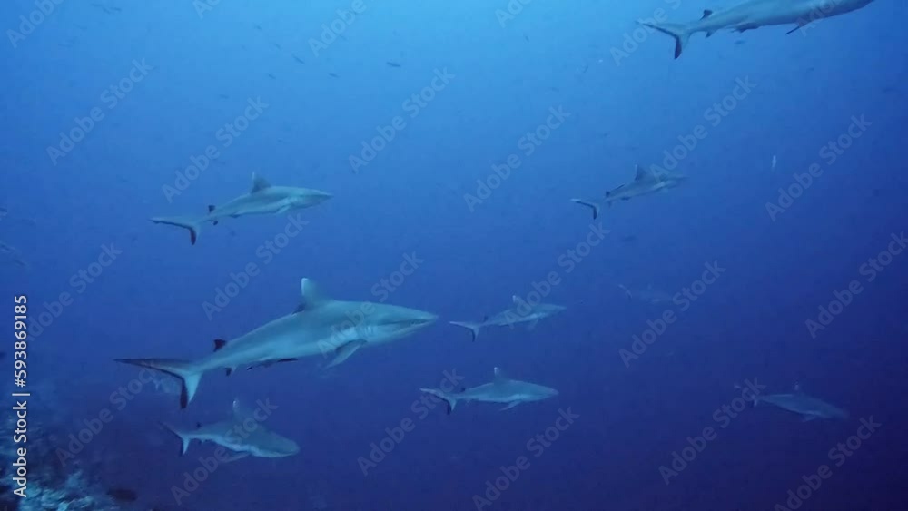group of grey reef sharks (Carcharhinus amblyrhynchos) patroling over reef group of grey reef sharks (Carcharhinus amblyrhynchos) patroling over reef