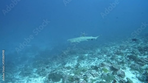 whitetip reef shark (Triaenodon obesus) patroling over reef photo