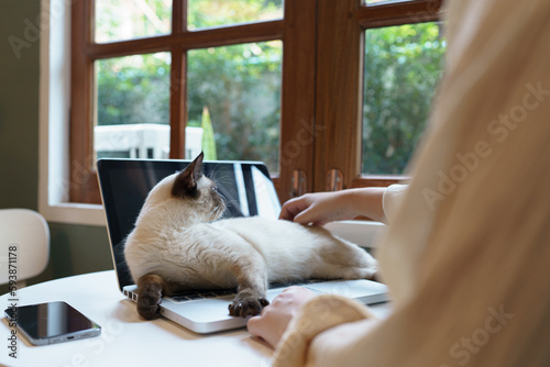 woman working from home with cat. cat asleep on the laptop keyboard. assistant cat working at Laptop