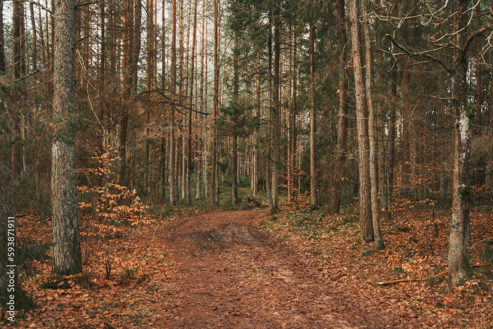 Obraz premium Forest landscape view. Concept of nature preservation.