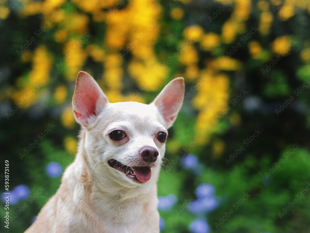 brown short hair  Chihuahua dog sitting on green grass in the garden with yellow  flowers blackground.