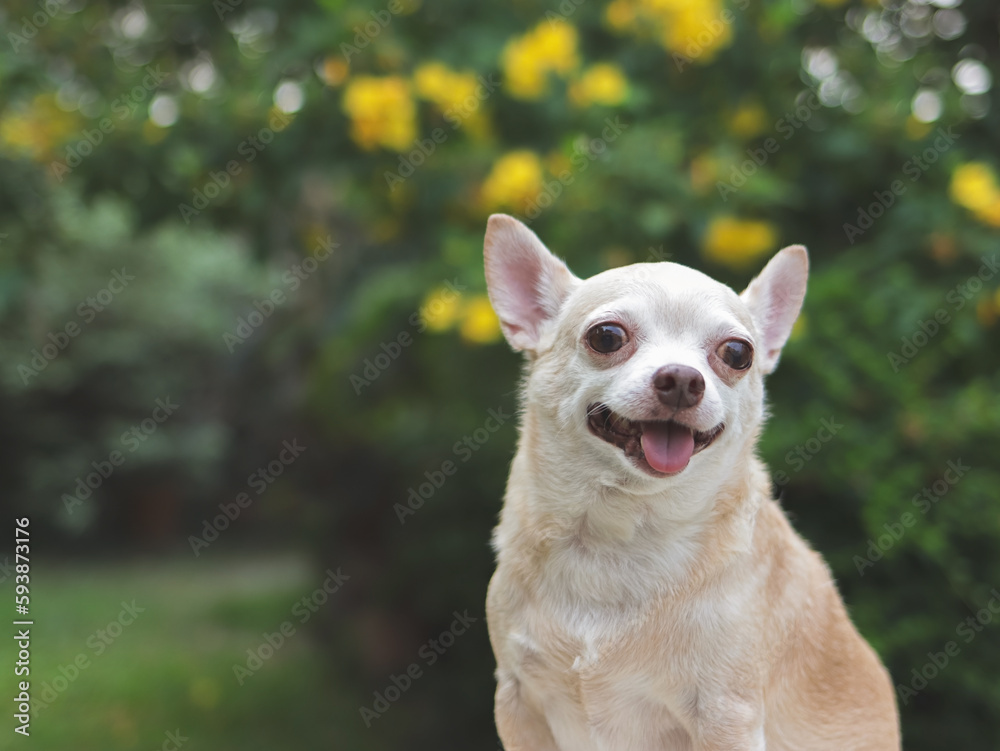 cute brown short hair chihuahua dog sitting  in the garden, looking curiously. Copy space.