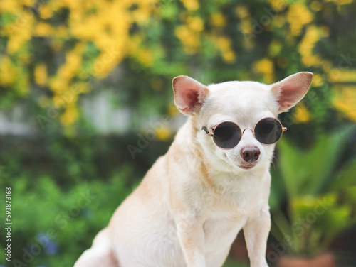 brown short hair  Chihuahua dog wearing sunglasses  sitting on green grass in the garden with yellow  flowers blackground .