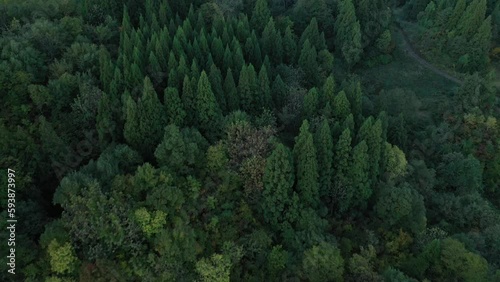 ドローン空撮　森の上空、オープニングの雰囲気